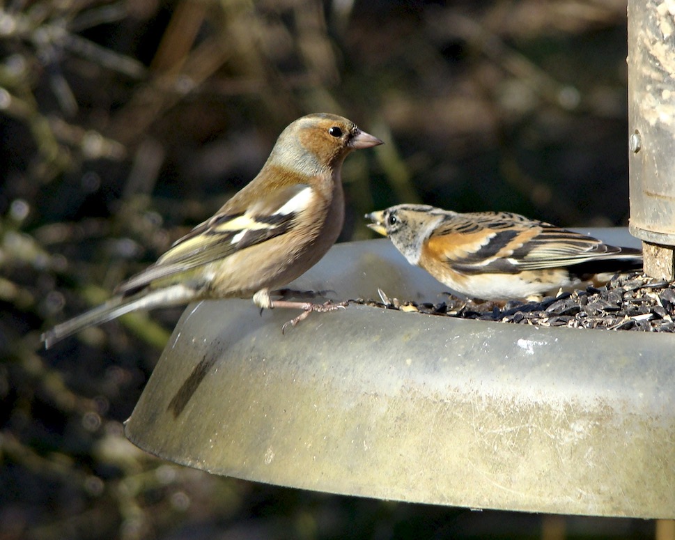 brambling